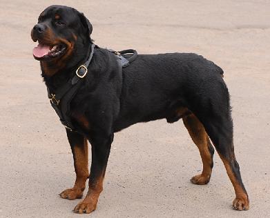 Rottweiler