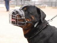 Rottweiler muzzles