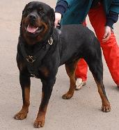 Rottweiler harnesses