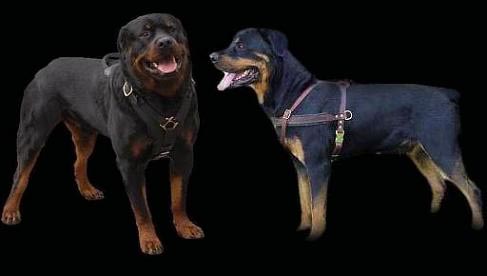 Rottweiler harnesses, Rottweiler muzzles, Rottweiler collars, Rottweiler leashes