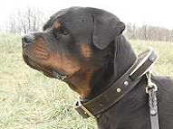 rottweiler dog collar with handle