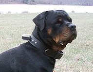 Rottweiler dog collar