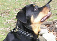 rottweiler leather dog collar