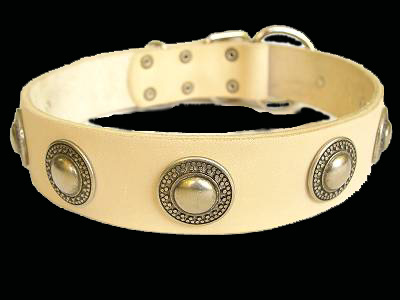 Rottweiler leather collar