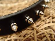 Spiked Rottweiler collar