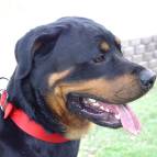 dog collar