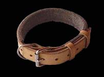 rottweiler collar