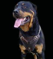 Rottweiler harness