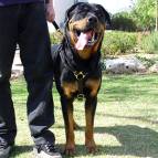 rottweiler harness