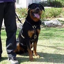 dog harness