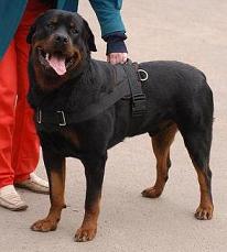 nylon dog harness