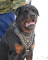Rottweiler harness