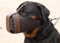 Rottweiler muzzle