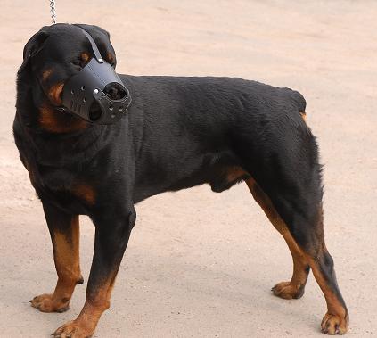 Rottweiler muzzle