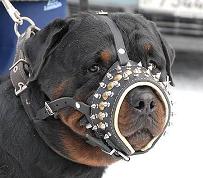 spiked dog muzzle for Rottweiler